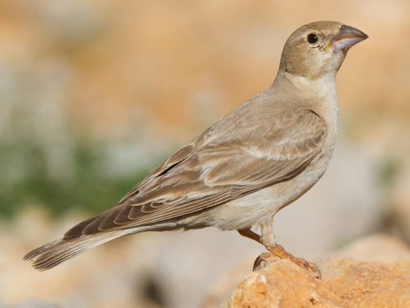 Pale Rockfinch, 照片 2