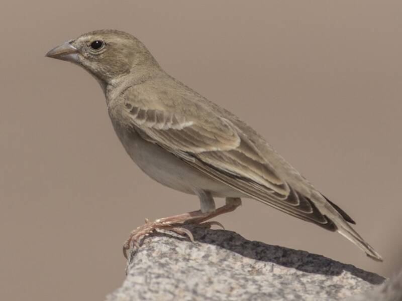 Pale Rockfinch, 照片 4