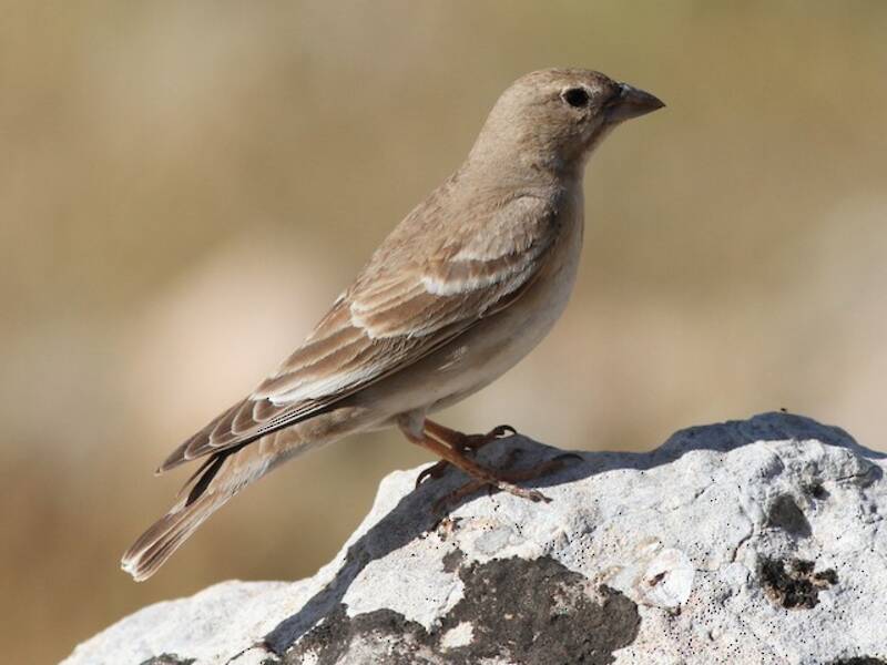 Pale Rockfinch, 照片 3