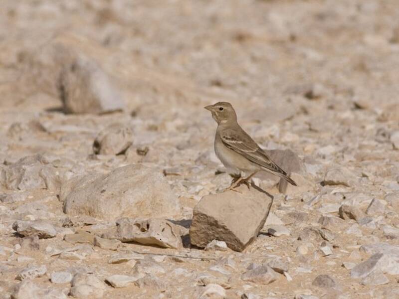 Pale Rockfinch