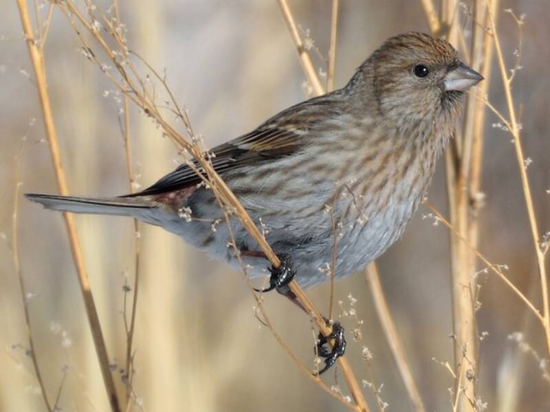 Camachuelo de Pallas