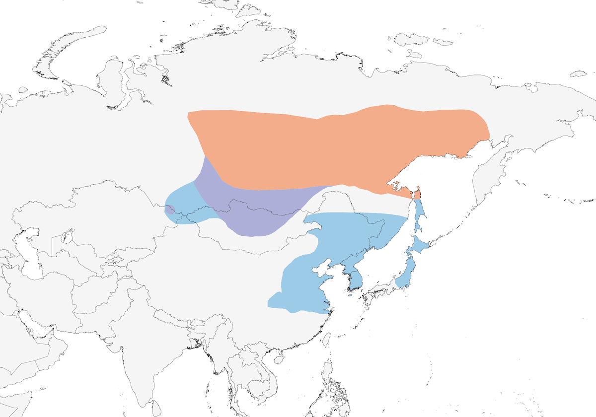 Camachuelo de Pallas, Distribución 1
