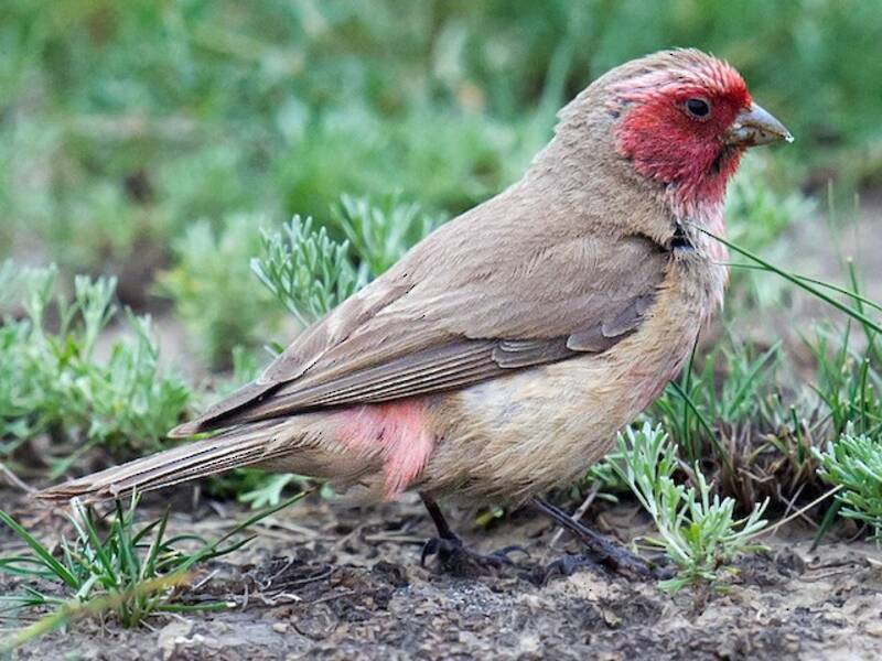 Pale Rosefinch, Photos 3