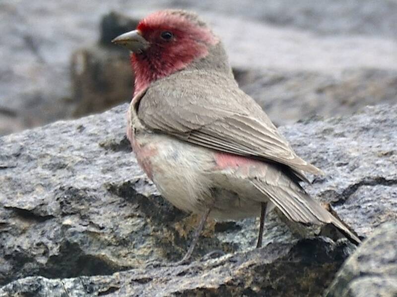 Pale Rosefinch, Photos 2