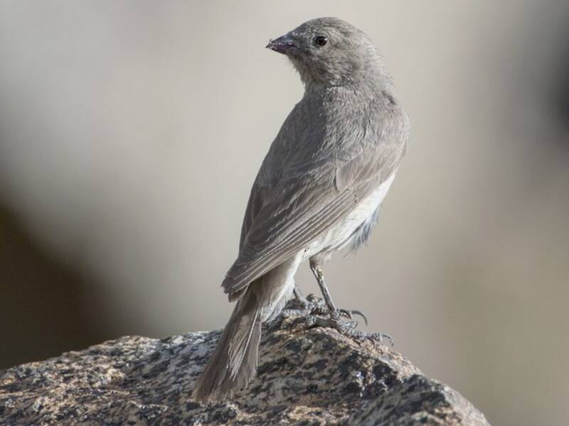 Pale Rosefinch, Photos 4