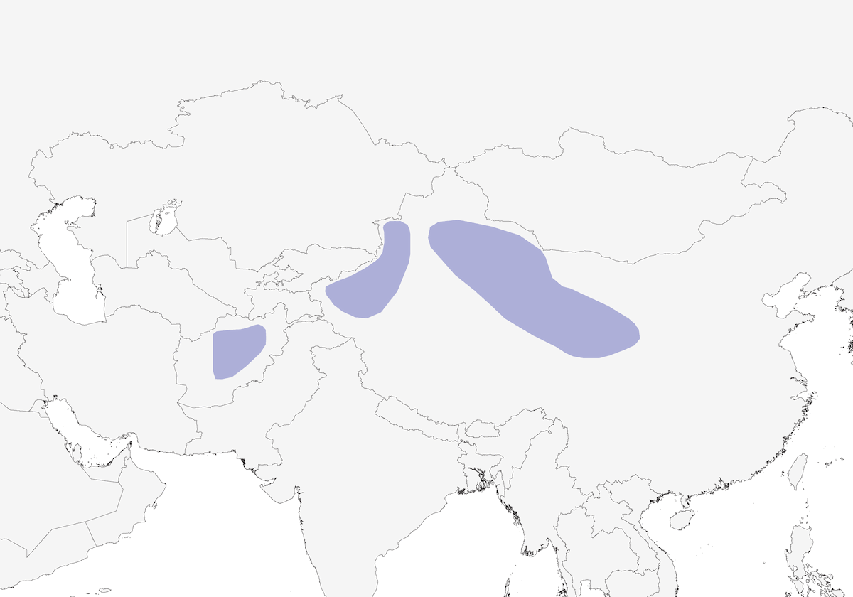 Pale Rosefinch, Distribution 1