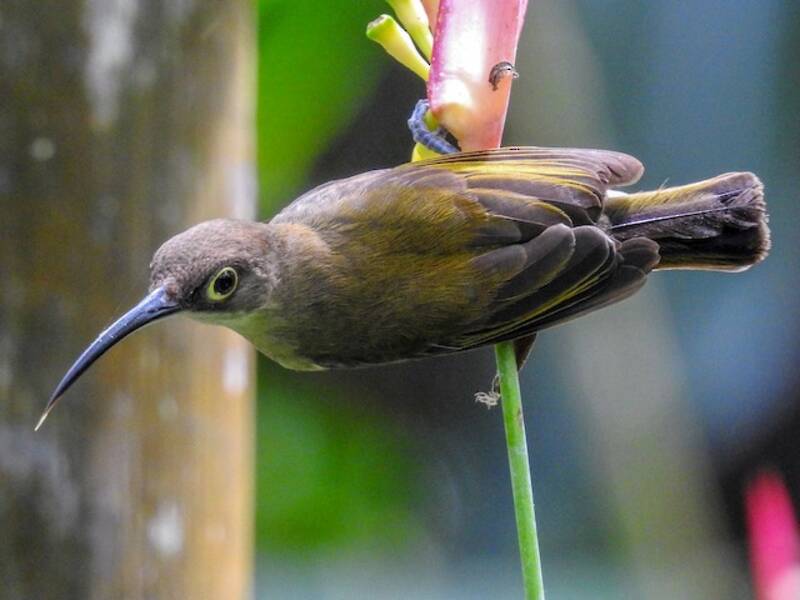 Pale Spiderhunter