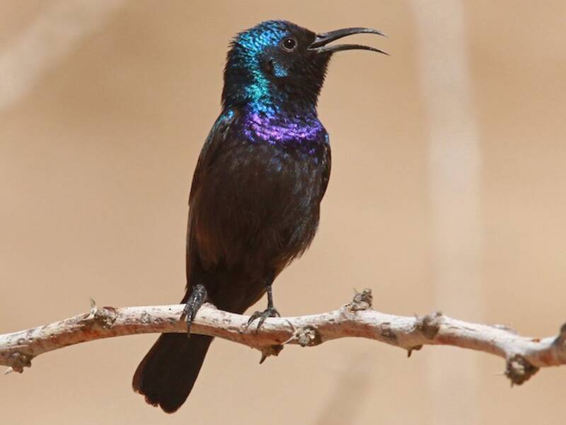 Palestine Sunbird, Photos 4