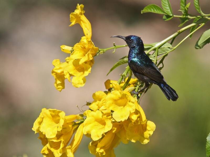 Palestine Sunbird, Photos 2