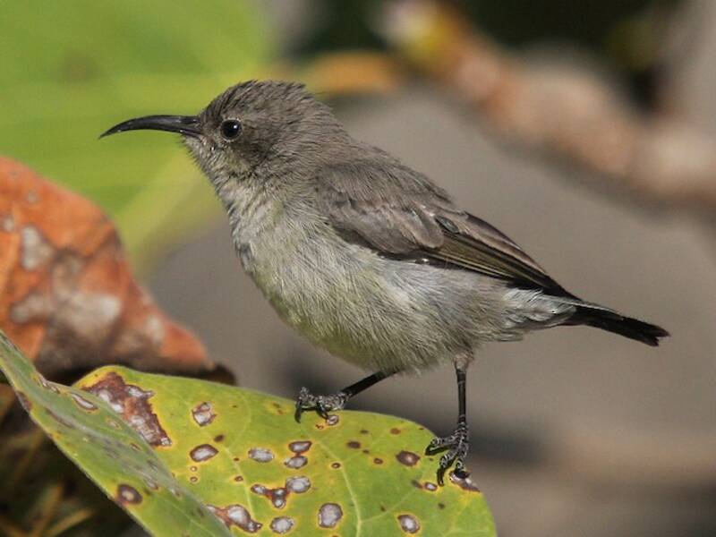 Palestine Sunbird, Photos 3