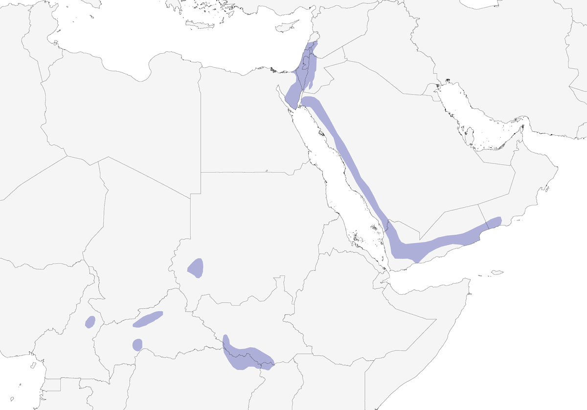 Palestine Sunbird, Distribution 1