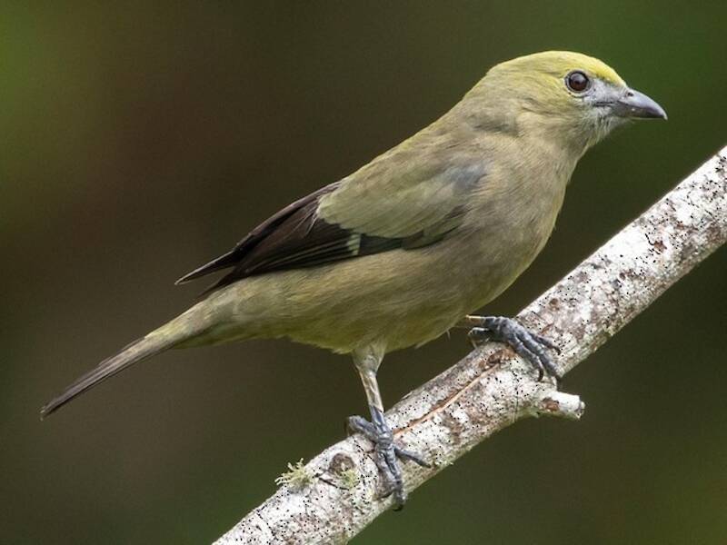 Palm Tanager, Photos 3