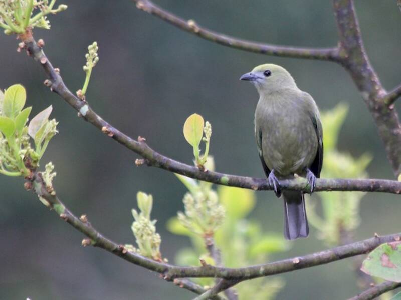 Palm Tanager, Photos 2
