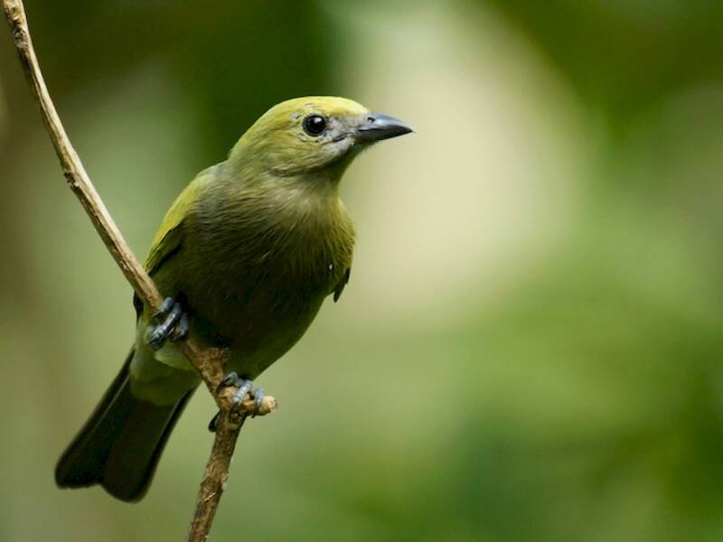 Palm Tanager, Photos 4