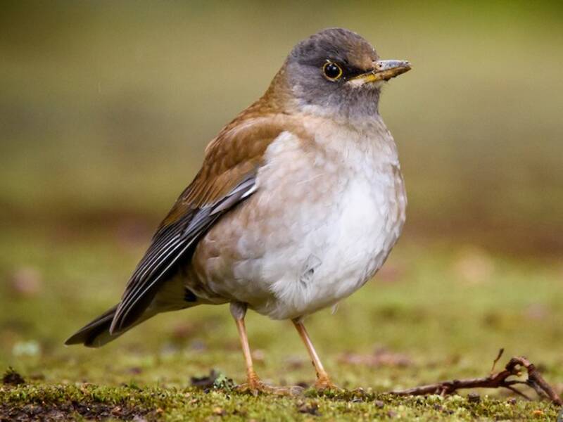Pale Thrush, 照片 3