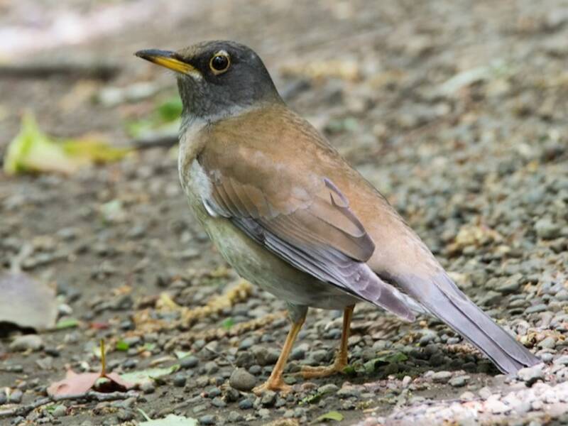 Pale Thrush, 照片 2