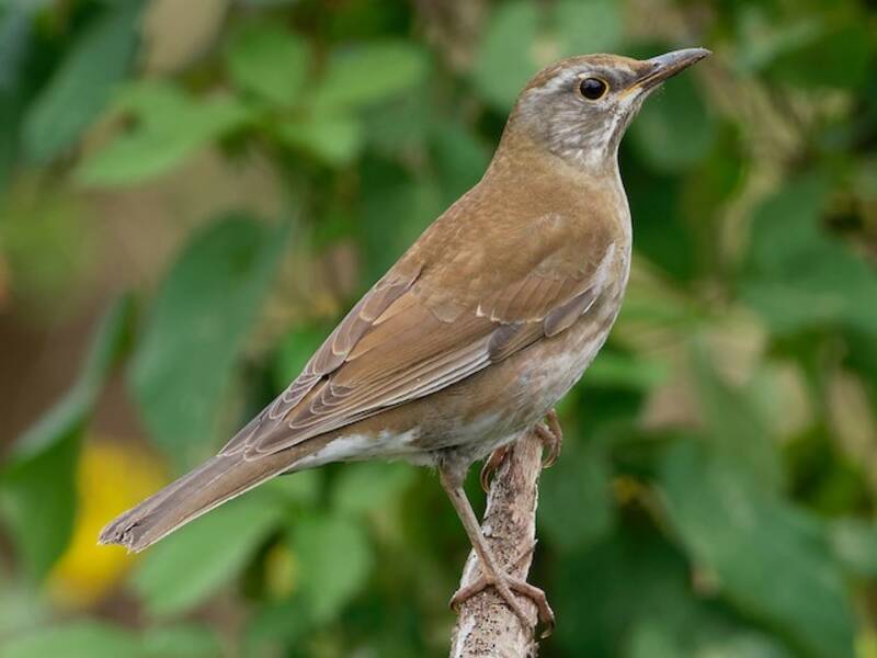 Pale Thrush, 照片 4