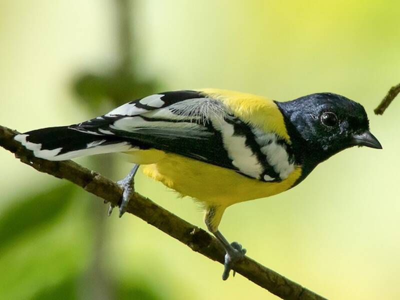 Mésange de Palawan, Photos 3
