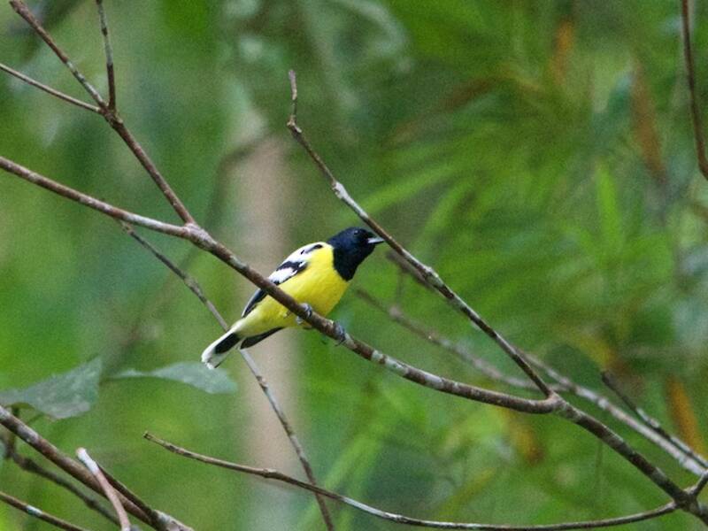 Mésange de Palawan, Photos 2