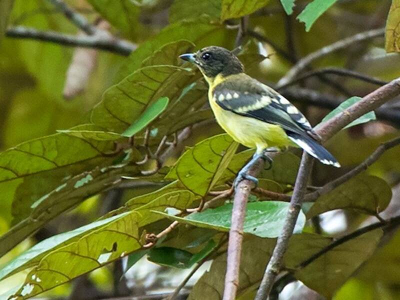 Mésange de Palawan, Photos 4