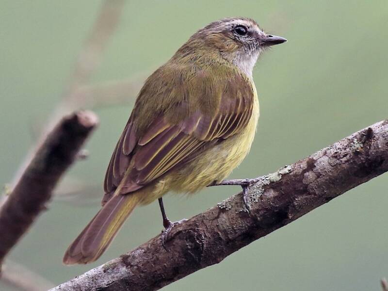 Guatemalan Tyrannulet, Photos 3