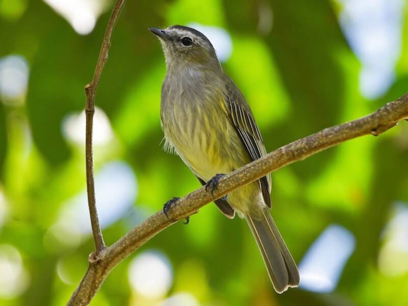 Guatemalan Tyrannulet, Photos 2