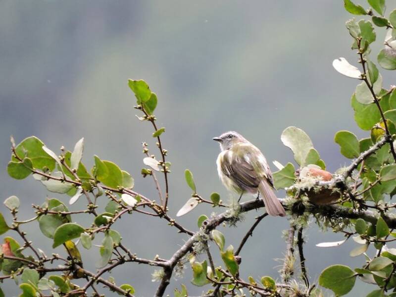 Guatemalan Tyrannulet, Photos 4