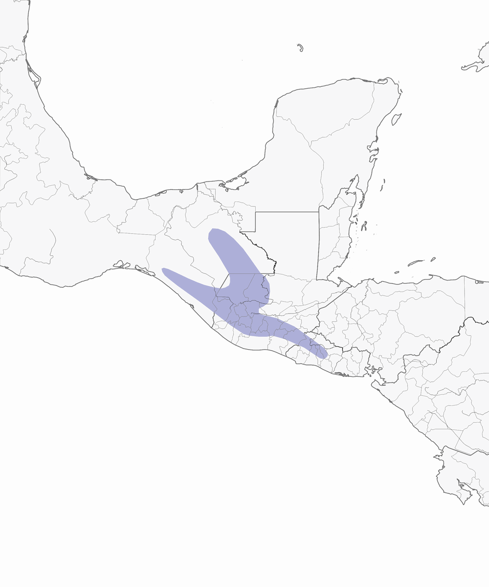 Guatemalan Tyrannulet, Distribution 1