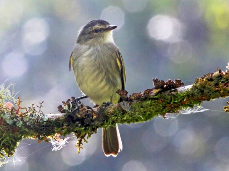 Mistletoe Tyrannulet, Photos 3