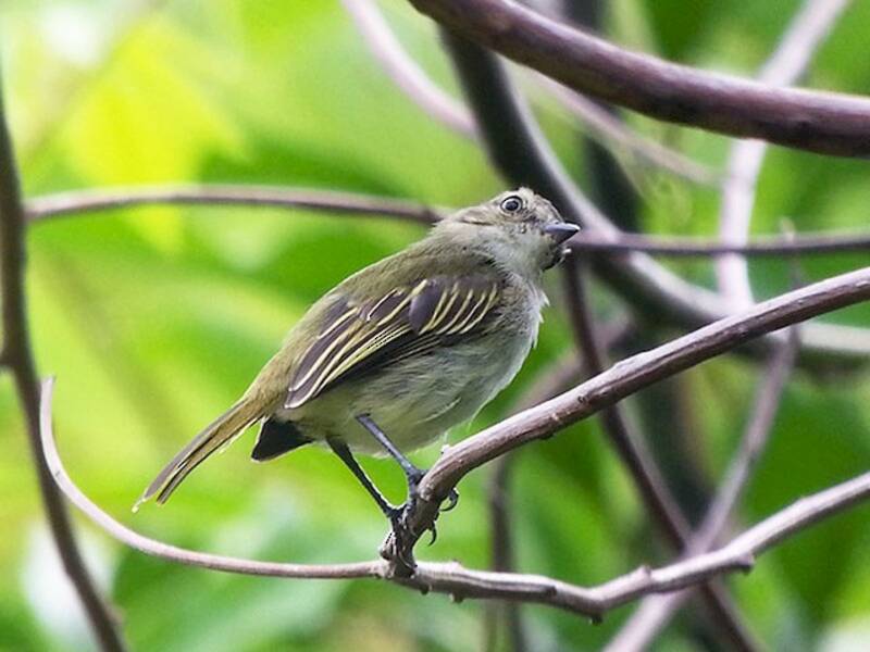 Mistletoe Tyrannulet, Photos 2