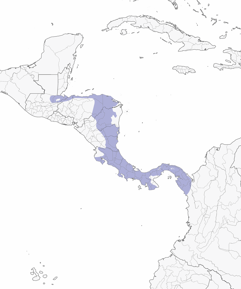 Mistletoe Tyrannulet, Distribution 1