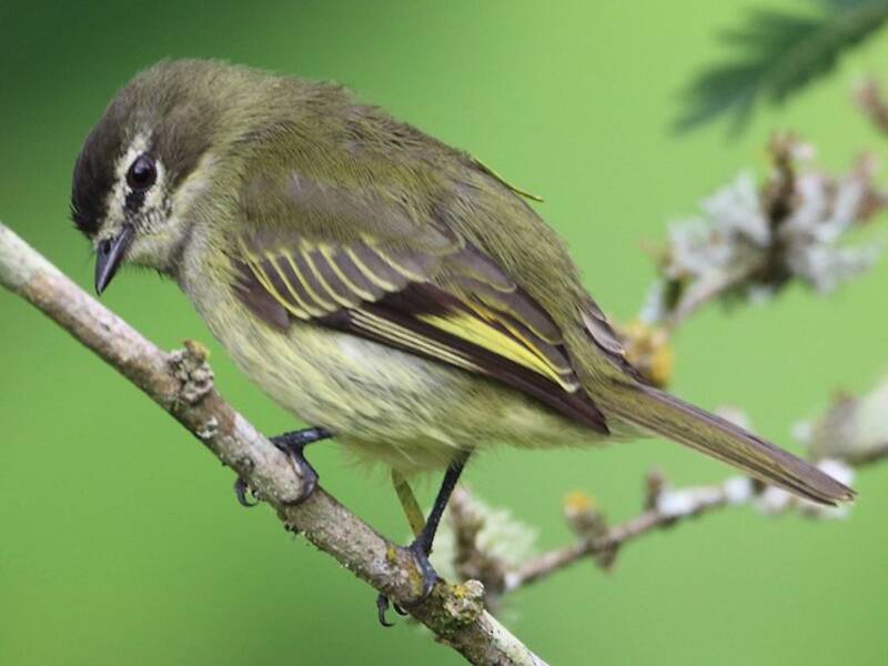 Tyranneau bridé, Photos 2