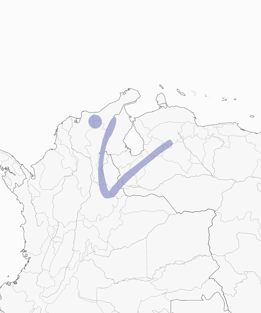 Tyranneau bridé, Distribution 1