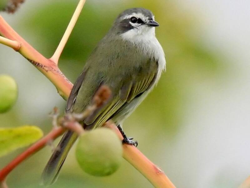 Venezuela-Kleintyrann, Fotos 4