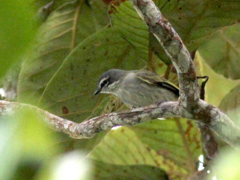 Venezuela-Kleintyrann, Fotos 3