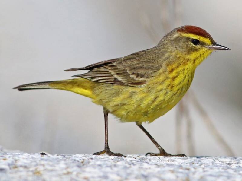 Parula palmare, Foto 2