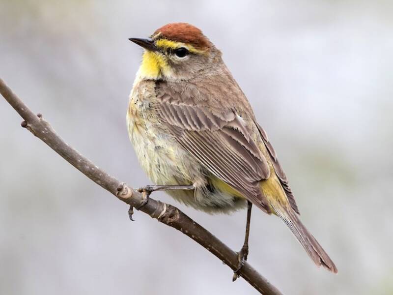 Parula palmare, Foto 3
