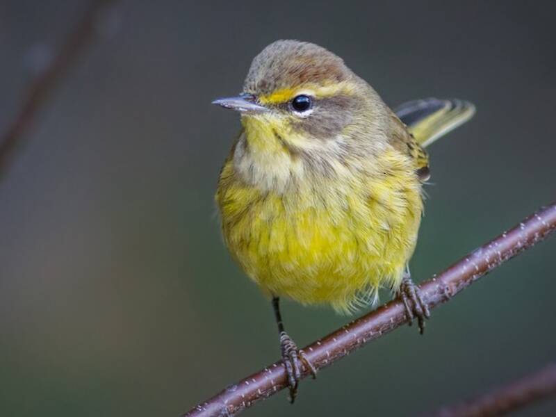 Parula palmare, Foto 4