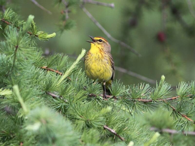 Palm Warbler