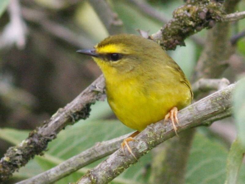 Mosquitero paticlaro