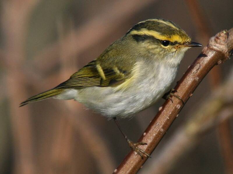 Pallas's Leaf Warbler (Phylloscopus proregulus)