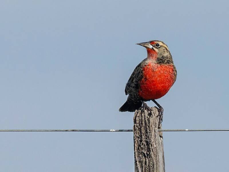 Pampas Meadowlark, 照片 2