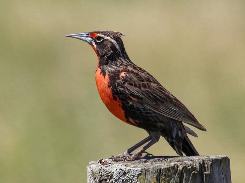 Pampas Meadowlark, 照片 3