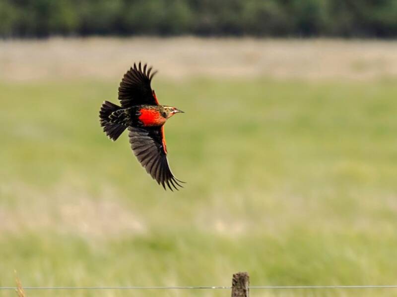 Pampas Meadowlark, 照片 4