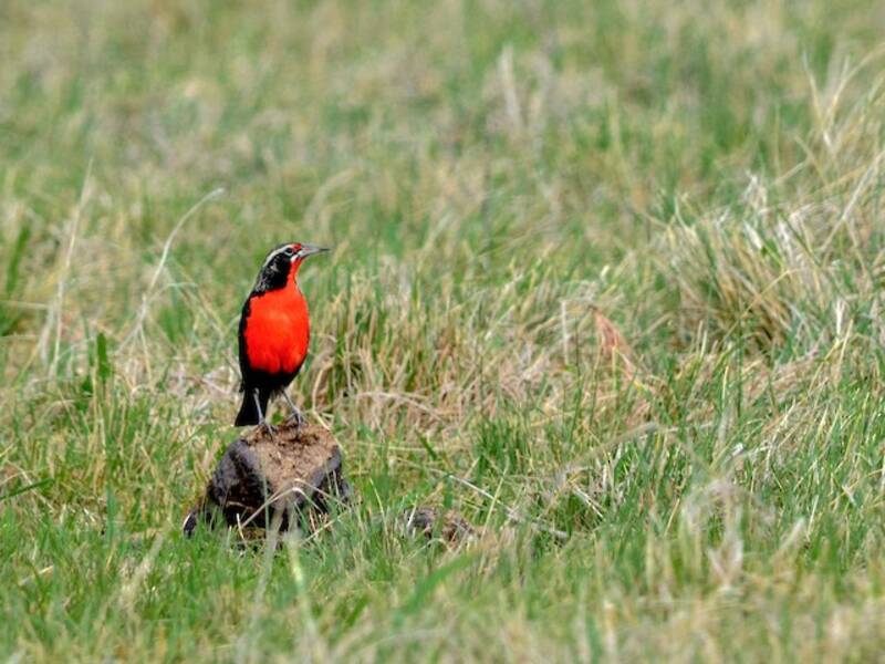 Pampas Meadowlark