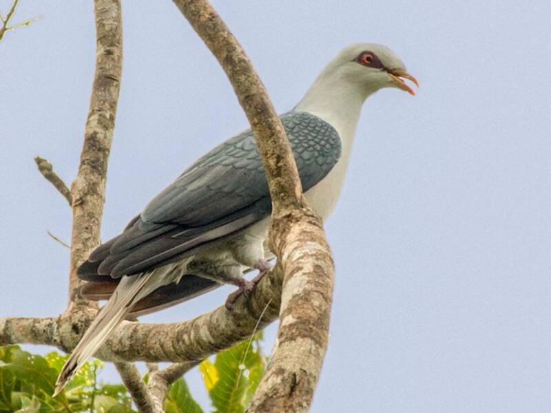 Pale Mountain-Pigeon