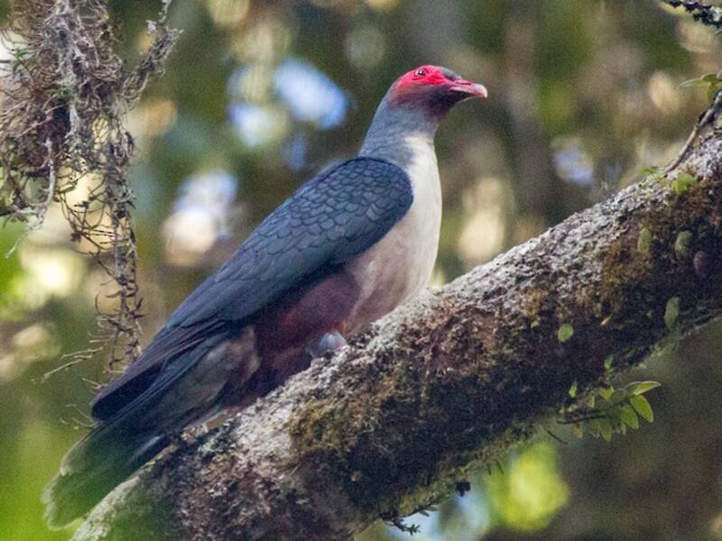 Papuan Mountain-Pigeon (Gymnophaps albertisii)