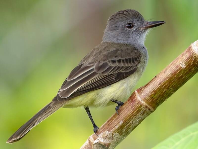 Panama Flycatcher, 照片 3