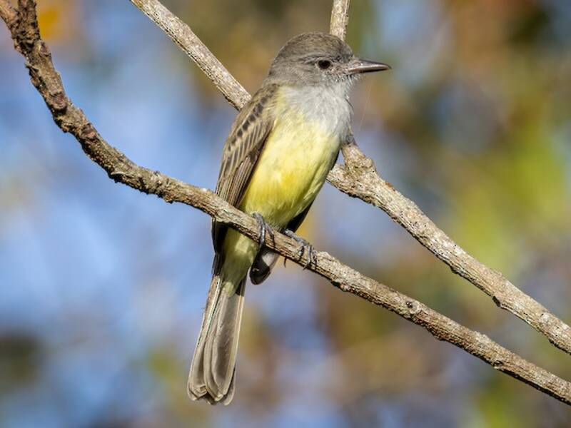 Panama Flycatcher, 照片 2