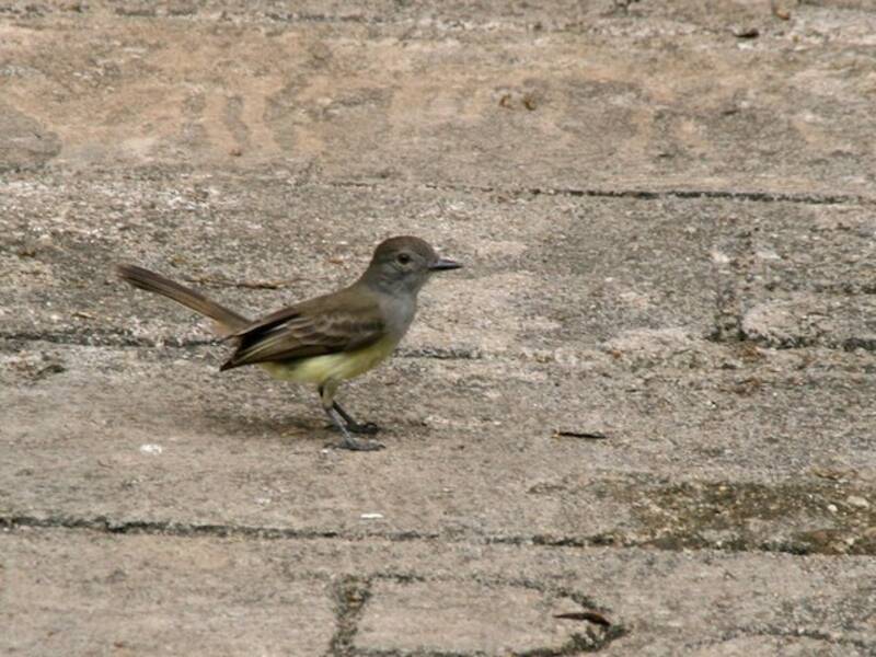 Panama Flycatcher, 照片 4